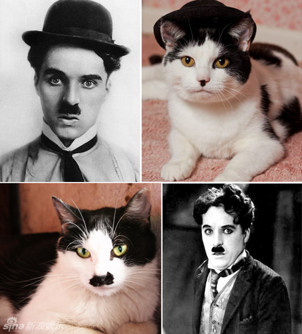 不小心就撞臉了！盤點(diǎn)動(dòng)物界的明星相