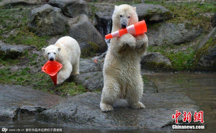 德國雙胞胎北極熊生日派對玩轉交通錐標