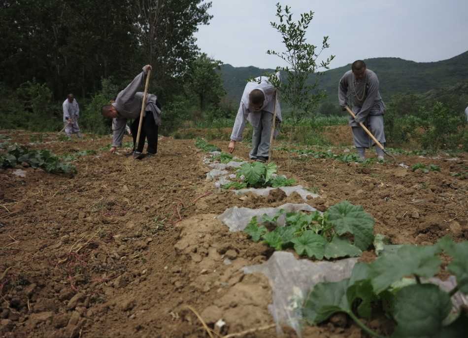 少林寺耕種的120多畝小麥熟了，武僧們走進田間，收獲黃燦燦的果實。