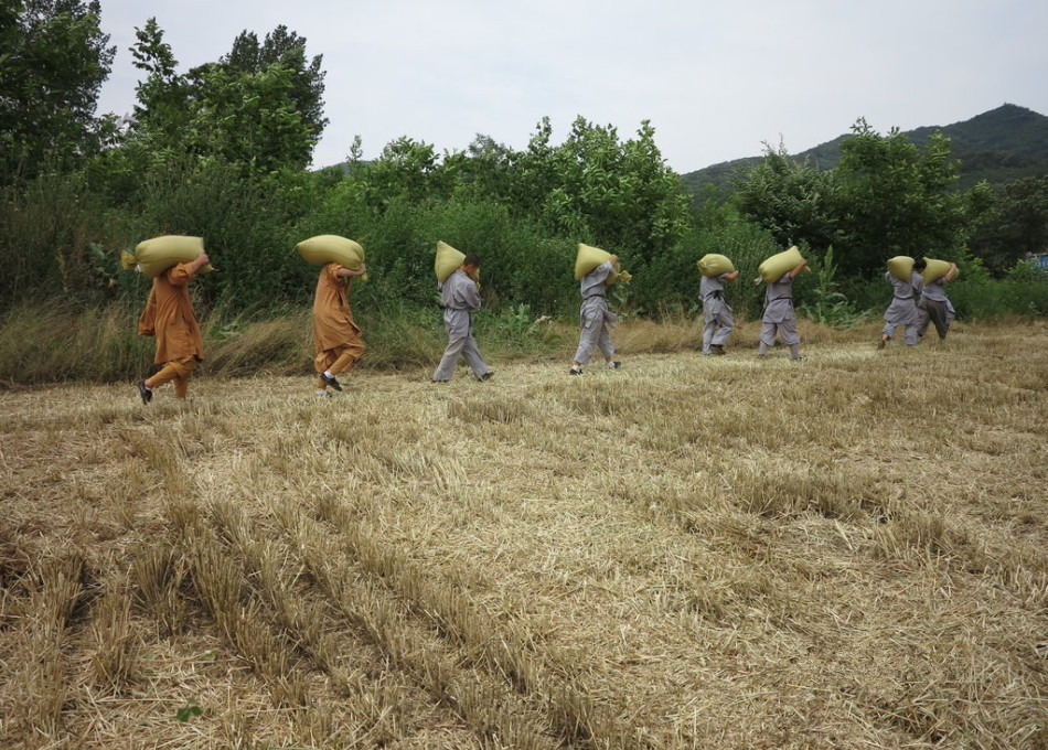 武僧在田間肩扛糧食。