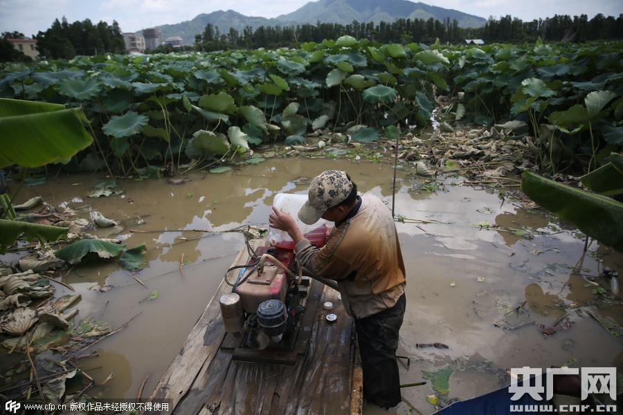挖藕人日工作8小時 月入過萬 挖藕人日工作8小時 月入過萬