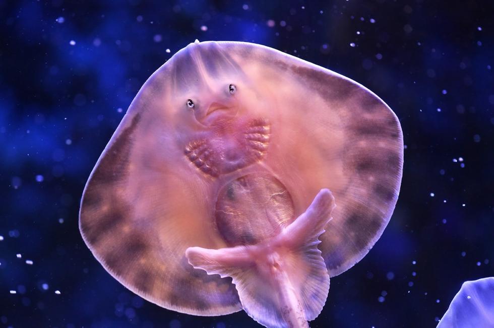 它頭上長(zhǎng)得像眼睛的東西其實(shí)是它腹部的腮。