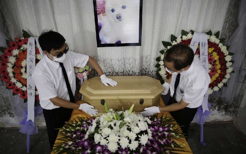 工作人員將寵物狗的靈柩放在靈堂上。