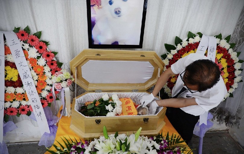 一名工作人員給狗狗整理儀容。