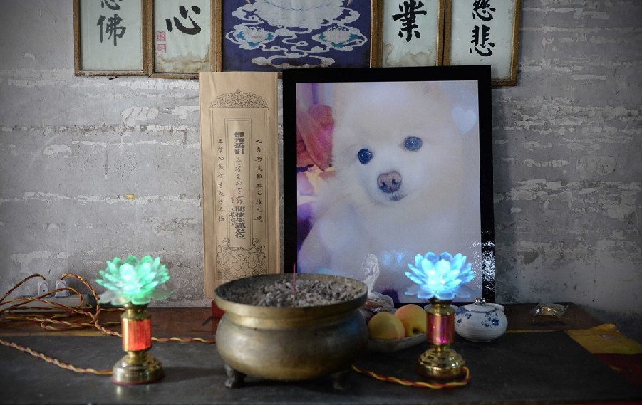 寵物狗的遺像被擺放在寺廟中。