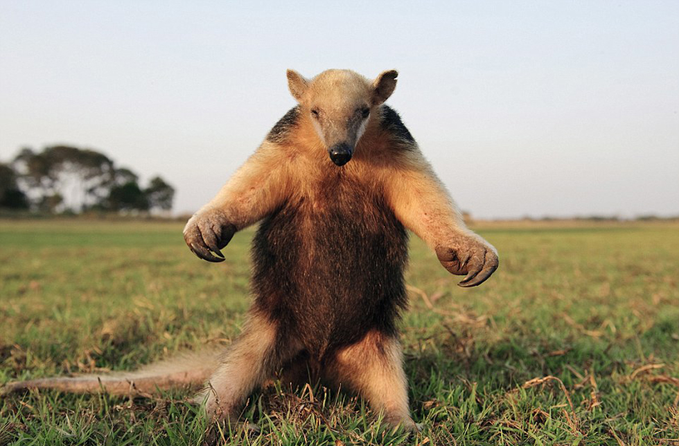 腿站立并不斷拍打胸脯向吉普車發(fā)出警告的食蟻獸。