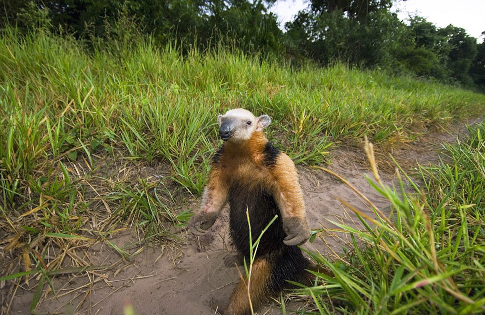 這頭食蟻獸站起來(lái)是想在車前顯得自己更高大一點(diǎn)。（網(wǎng)頁(yè)截圖）