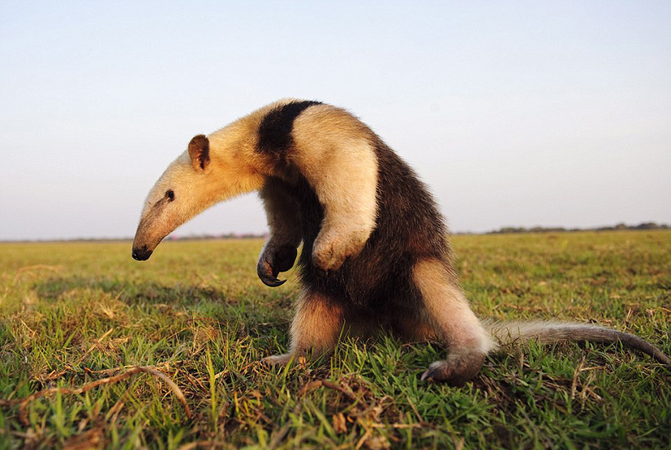 勇敢的食蟻獸。（網(wǎng)頁(yè)截圖）