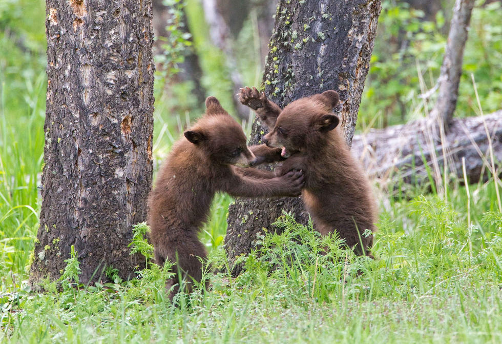 兩只萌噠噠的小熊在一顆大樹下玩躲貓貓，一會突然跳出來嚇唬對方，一會對著彼此做鬼臉，逗趣模樣讓人忍不住捧腹大笑。