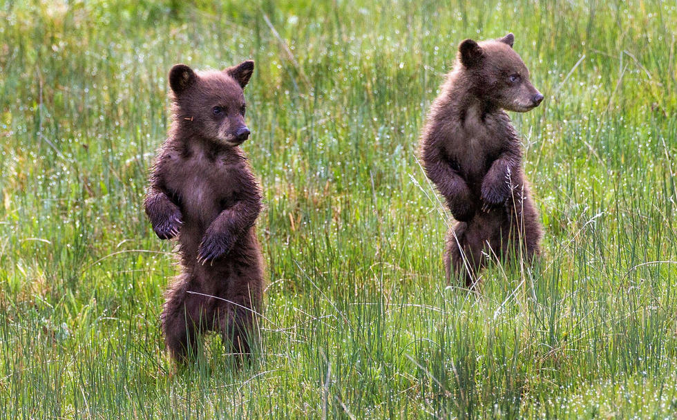 當(dāng)看到這些可愛的小熊照片時(shí)，你的心一定被它們的模樣給萌化了吧！