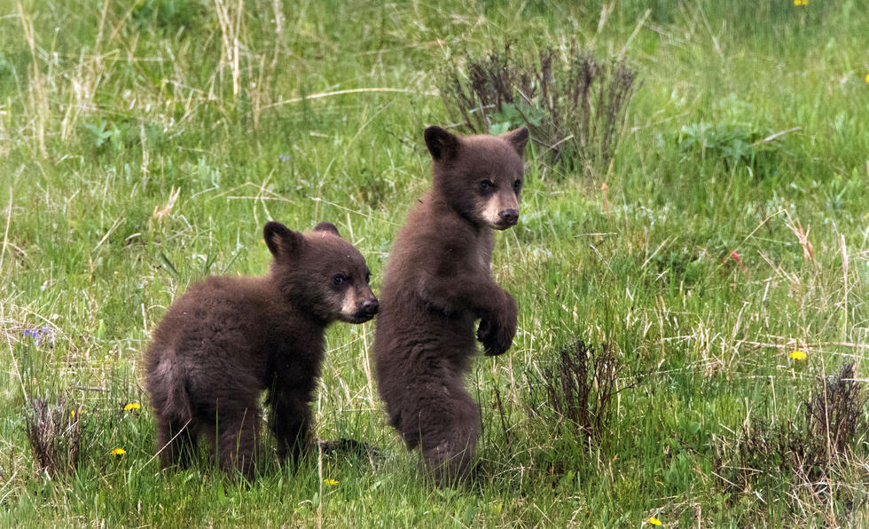 兩只萌噠噠的小熊在一顆大樹下玩躲貓貓，一會突然跳出來嚇唬對方，一會對著彼此做鬼臉，逗趣模樣讓人忍不住捧腹大笑。