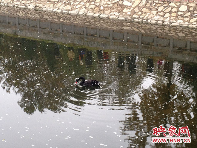 受傷的黑天鵝迫降鄭州金水河。