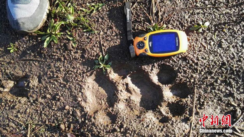 黑龍江老爺嶺保護(hù)區(qū)多次拍到野生東北虎、豹影像