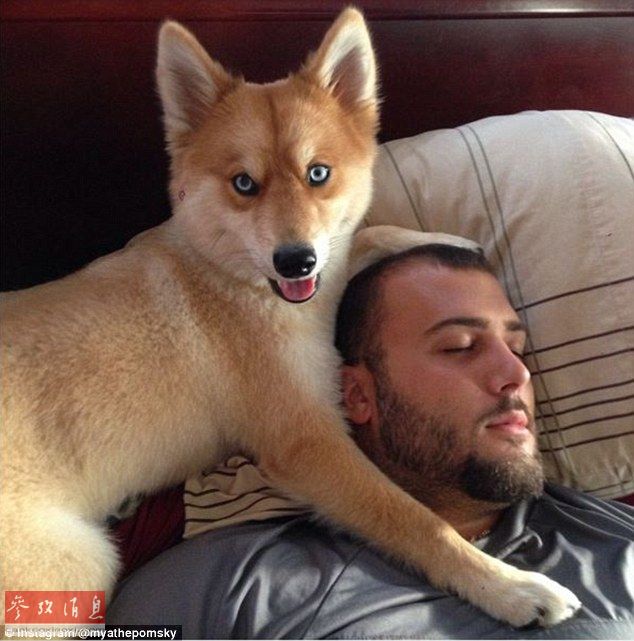 狐貍還是狗？藍(lán)眼睛萌寵走紅網(wǎng)絡(luò)