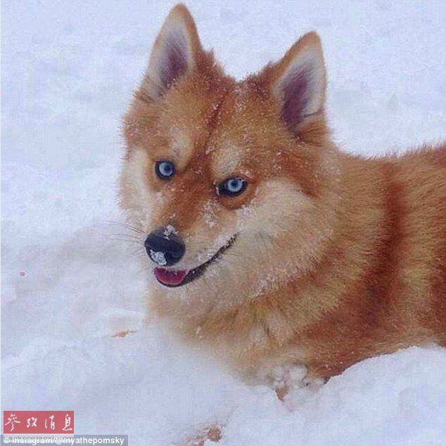 狐貍還是狗？藍(lán)眼睛萌寵走紅網(wǎng)絡(luò)