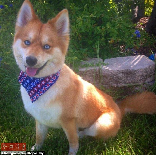 狐貍還是狗？藍(lán)眼睛萌寵走紅網(wǎng)絡(luò)