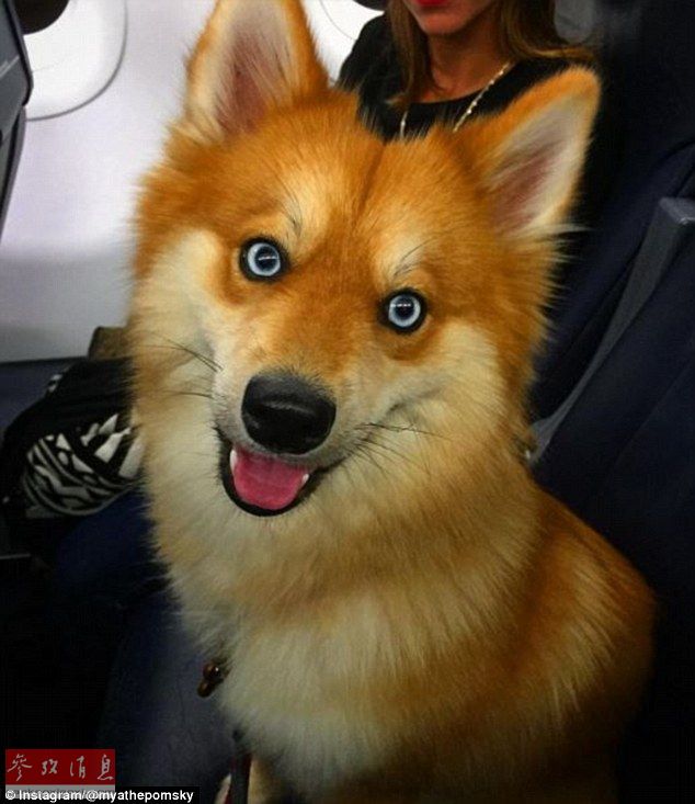 狐貍還是狗？藍(lán)眼睛萌寵走紅網(wǎng)絡(luò)