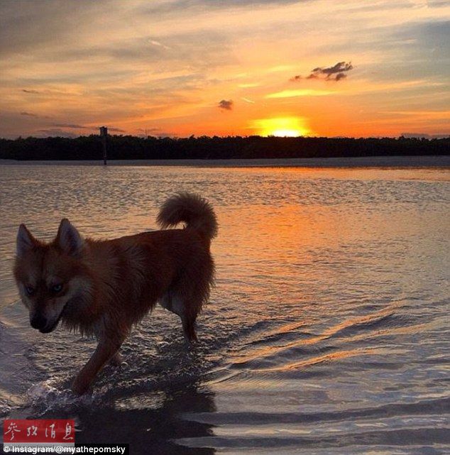 狐貍還是狗？藍(lán)眼睛萌寵走紅網(wǎng)絡(luò)