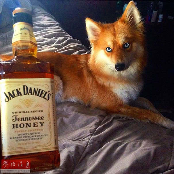 狐貍還是狗？藍(lán)眼睛萌寵走紅網(wǎng)絡(luò)