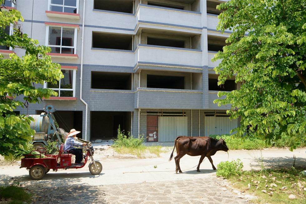 2016年7月26日，村民在廣西來賓市忻城縣隆達山水福城荒廢別墅間放牛。