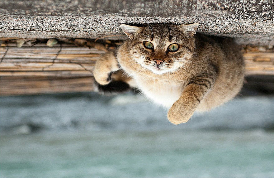 它們都是表情帝！一組不可思議的動(dòng)物肖像