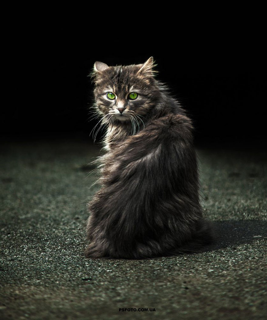 它們都是表情帝！一組不可思議的動(dòng)物肖像