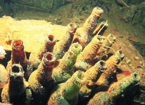 長滿水藻的日本清酒瓶。