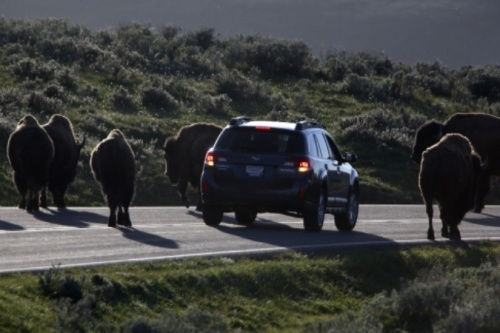 警方已經(jīng)派出大量工作人員、警犬和飛行器在當(dāng)?shù)卣归_搜尋