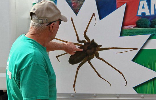 美家庭新買(mǎi)住房中發(fā)現(xiàn)6000只毒蜘蛛 獲賠47萬(wàn)美元(組圖)