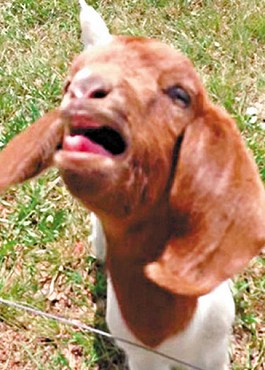 這只會(huì)說(shuō)話(huà)的小山羊不斷發(fā)出類(lèi)似“What”的聲音。