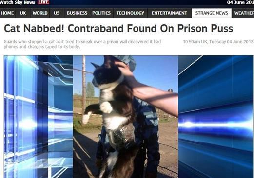 資料圖：2013年，俄羅斯獄警也曾抓獲身負(fù)手機(jī)和充電寶的貓，它本想混進(jìn)俄羅斯科密地區(qū)一座監(jiān)獄
