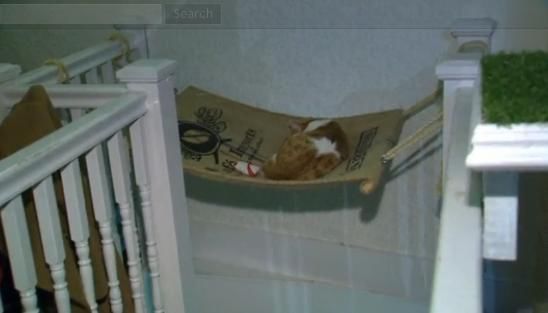 圖為加拿大首家貓咪咖啡館。