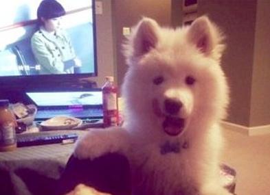 已經(jīng)被他人領(lǐng)養(yǎng)的Bosco。（加拿大《世界日?qǐng)?bào)》援引CBC）