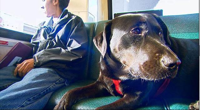 伊柯麗斯(Eclipse)搭乘公車。