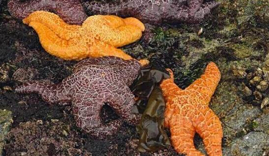 近2年來，估計有百萬只海星自殺（臺灣中時電子報）
