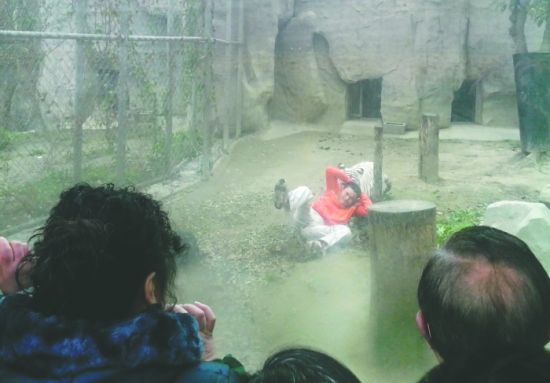 昨日，成都動物園，男子進入白虎活動區(qū)后被白虎拖行。動物園出動50多人成功營救下他