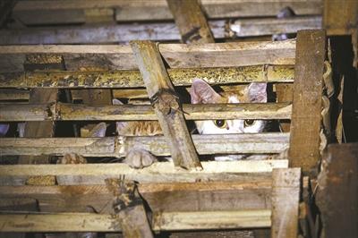 浙江動(dòng)保人士高速攔車救貓 假稱出車禍叫來(lái)民警