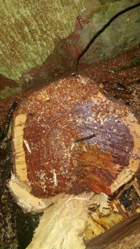 3名盜賊雨夜偷價(jià)值百萬(wàn)黃花梨樹(shù)被發(fā)現(xiàn)后逃跑