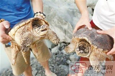 楊先生買來(lái)的鱷龜有很強(qiáng)的攻擊性。見(jiàn)習(xí)記者 雷鍵 攝