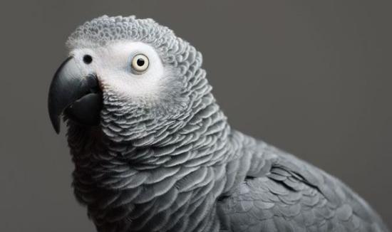 鸚鵡失蹤4年重回主人身邊不講英語(yǔ)改講西班牙語(yǔ)