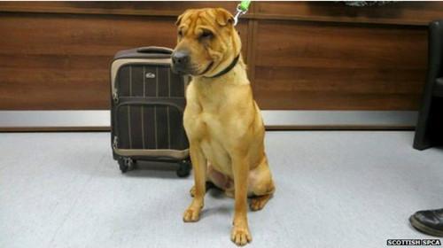 蘇格蘭動(dòng)物權(quán)益慈善組織已經(jīng)通過芯片查出這只小狗的名字叫凱。