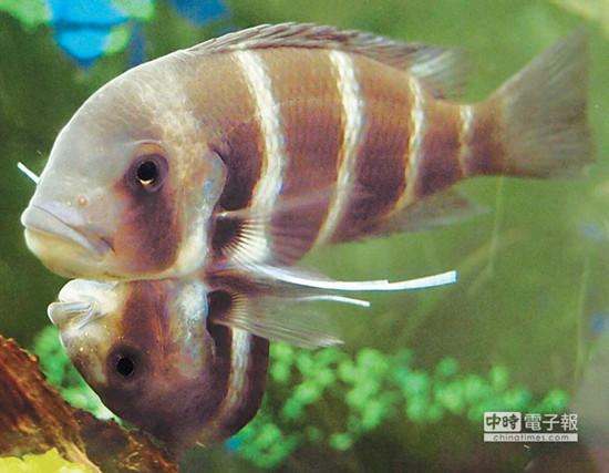 這對(duì)連體魚(yú)上面的哥哥體型較大，約是下面弟弟的2倍