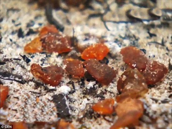 波羅的海的一場(chǎng)暴風(fēng)雨將琥珀卷到了岸上，這里包攬了全球90%的琥珀產(chǎn)量。