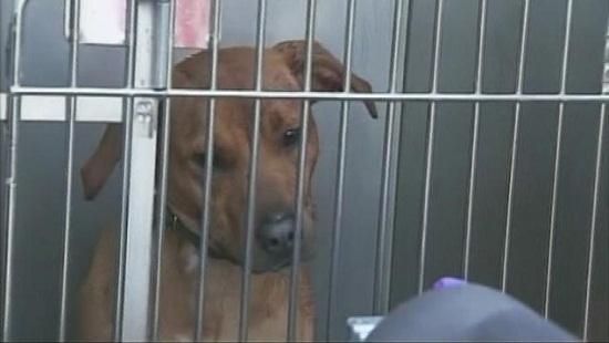 圖為當時襲擊艾琳的兩只惡犬其中之一。