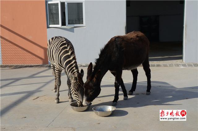 圖斑馬和驢子在一起共同進食。