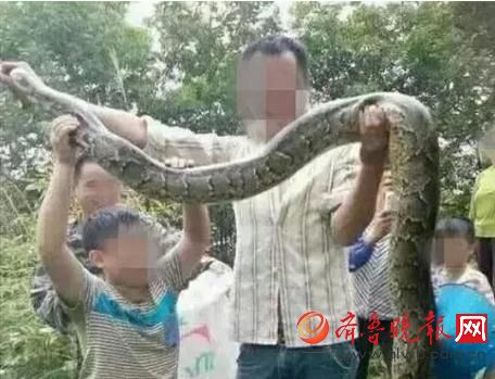 膽真大！男子抓野生大蟒燉湯 蟒蛇屬國家一級保護(hù)動物(圖)