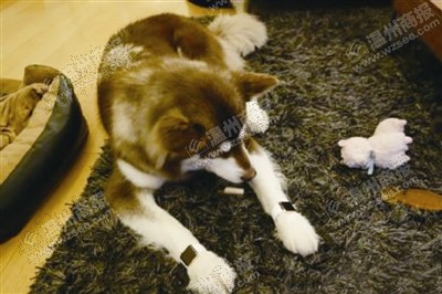 說到蘋果表，昨天的網(wǎng)友大為感嘆：人比人，氣死人了。不！是人比狗，氣死人。