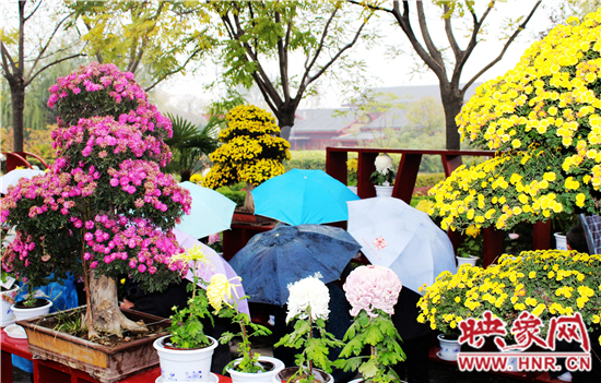 天好、花美 中國開封第32屆菊花文化節(jié)延長一周