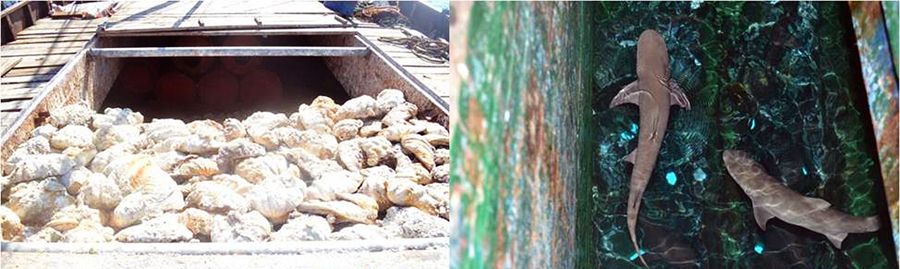 圖為菲律賓海軍持槍檢查中國(guó)漁民的照片。