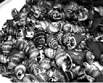 衛(wèi)生部：禁售織紋螺（海絲螺）